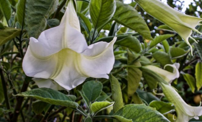 Otro joven intoxicado con Floripondio en Alem