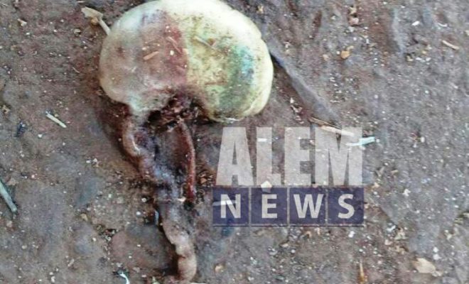 Encontraron una bolsa con un feto en Bonpland