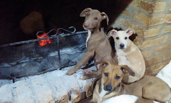 Gran Remate Solidario Para El Refugio Colitas Chochas