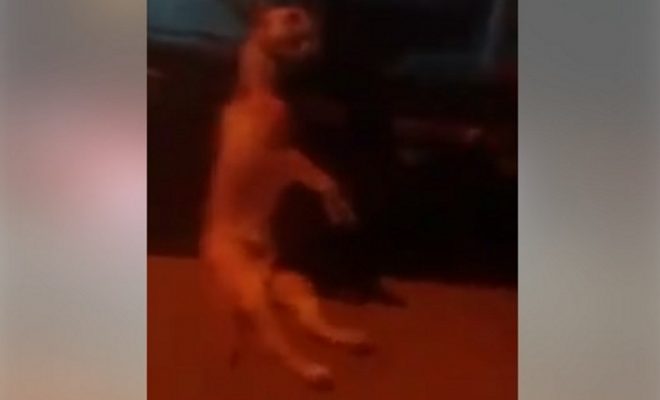 Arrastraba a su perro muerto en su camioneta en plena avenida