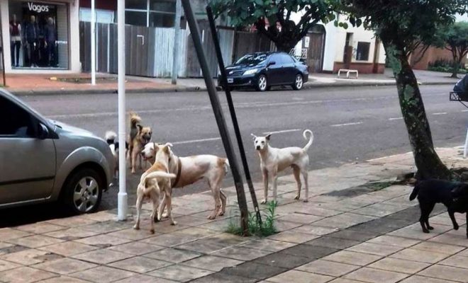 Gran aumento de accidentes por animales sueltos