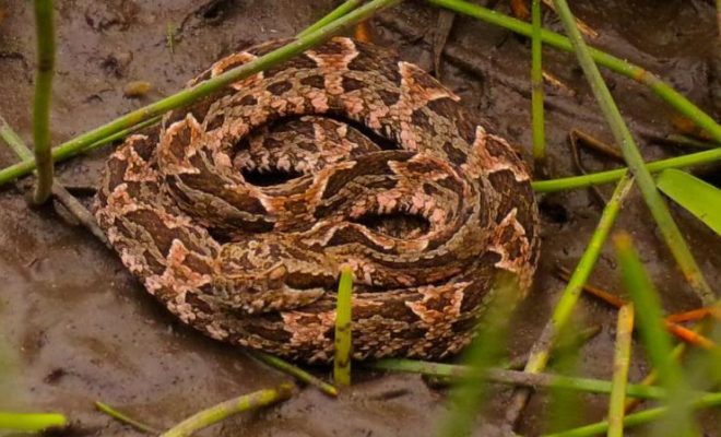 Dos mordeduras de Yarará alertan a la zona de Alem