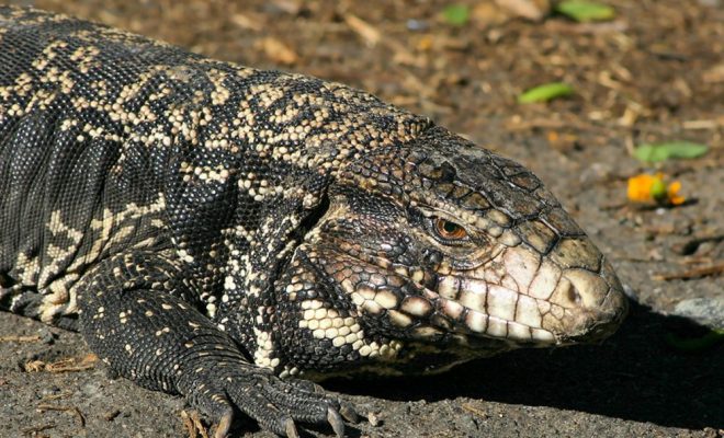 Insólito: lo mordió un lagarto overo