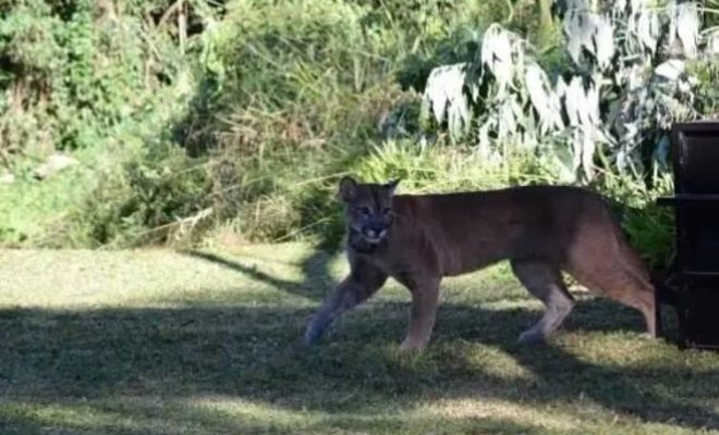 ¿Los pumas tienen descuento de viajero frecuente?